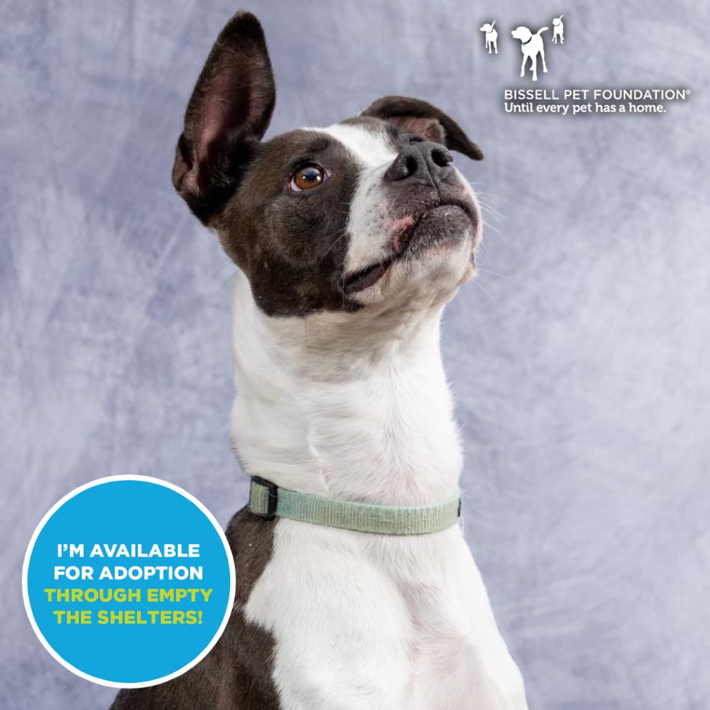 Enlarge Pongo- $70 Adoption Fee!, a Adoptable mixed breed in Cincinnati, OH image 4/6