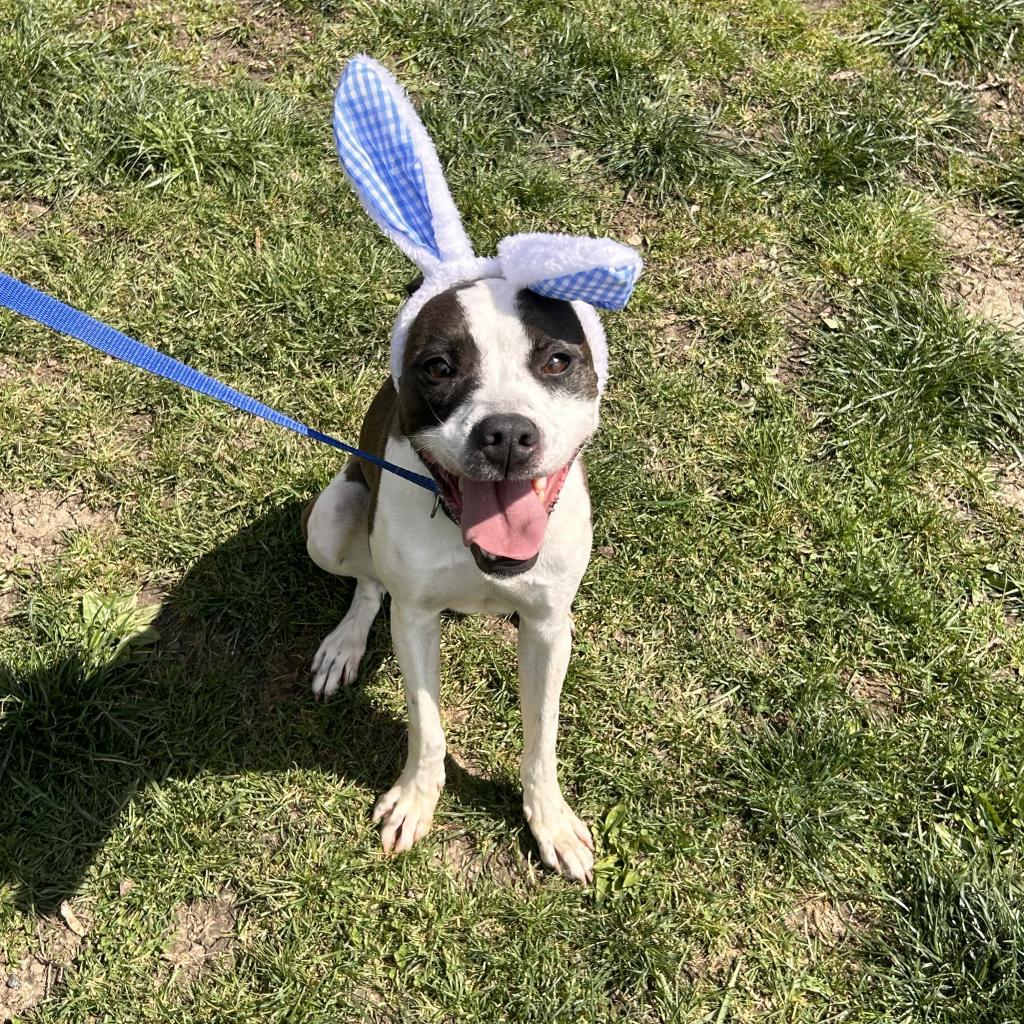 Enlarge Pongo, a Adoptable mixed breed in Cincinnati, OH image 5/6