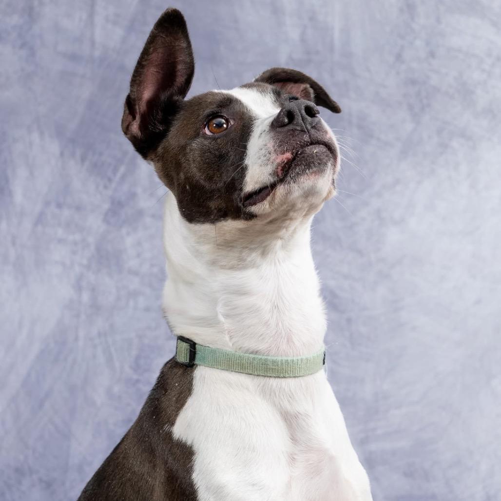 Enlarge Pongo, a Adoptable mixed breed in Cincinnati, OH image 5/6