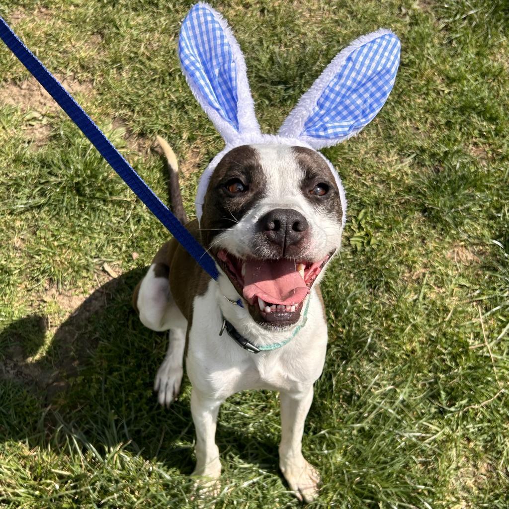 Enlarge Pongo, a Adoptable mixed breed in Cincinnati, OH image 6/6