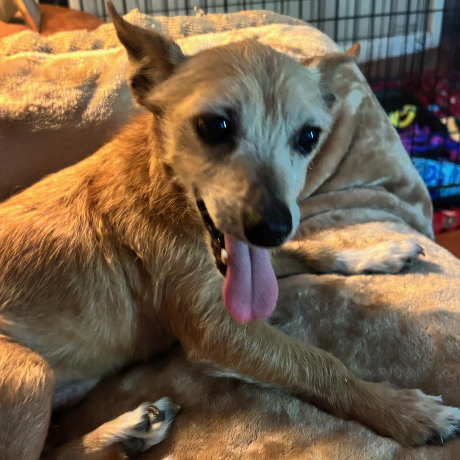 Chevy Chase, a ADOPTABLE mixed breed in Greenville, SC image 3/3