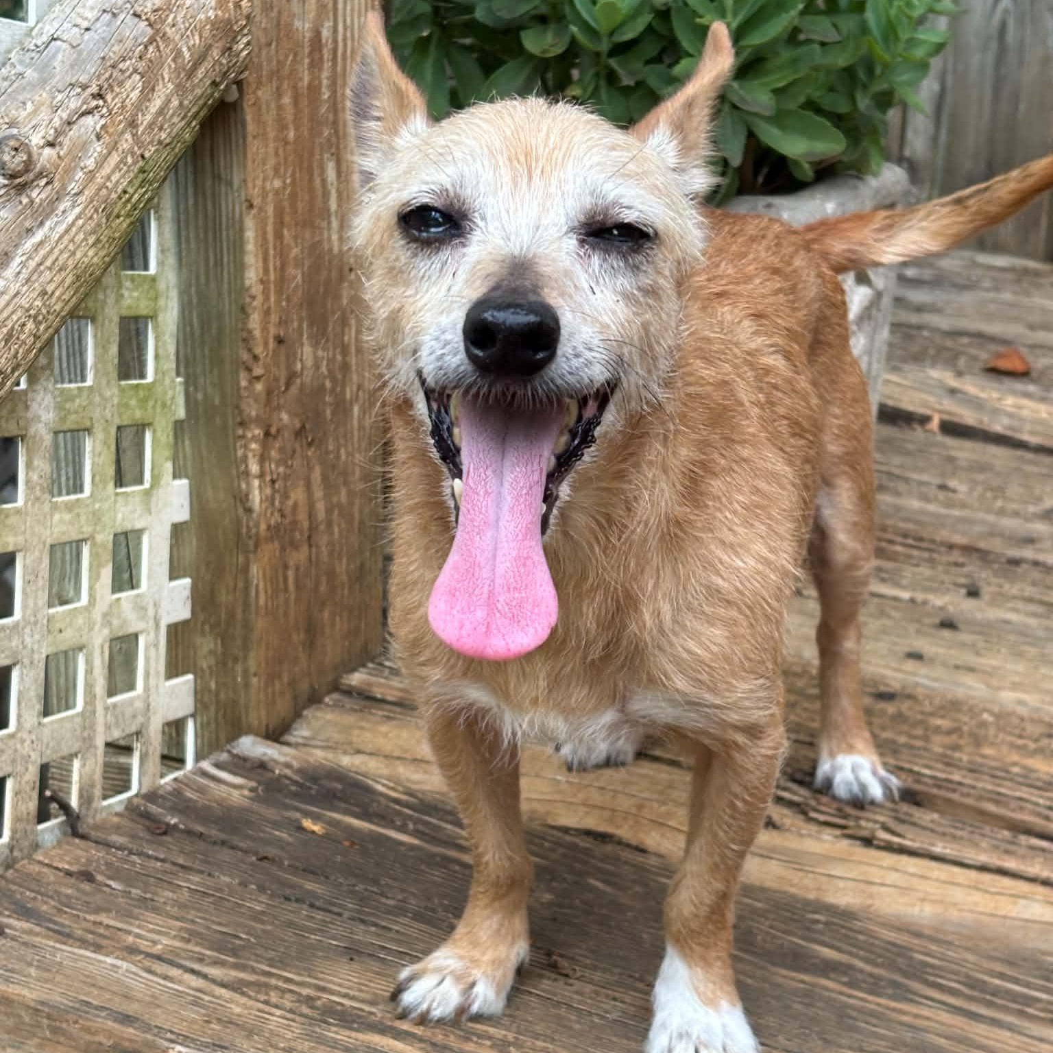 Chevy Chase, a ADOPTABLE mixed breed in Greenville, SC image 2/3