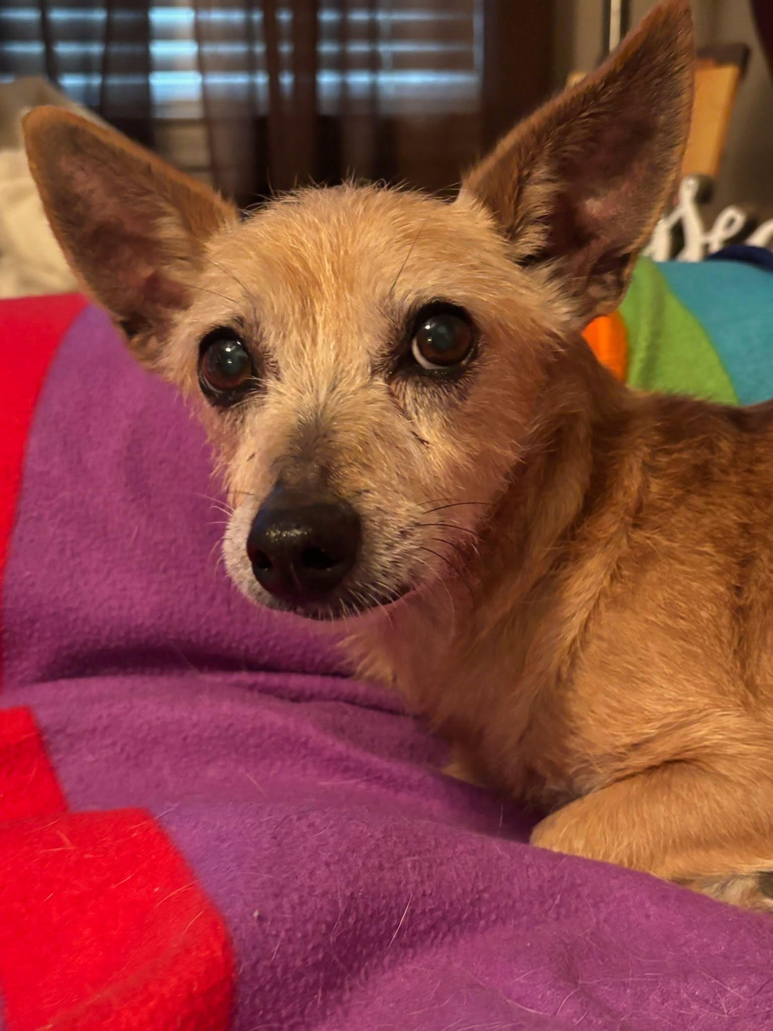 Chevy Chase, ADOPTABLE, Senior Male Chihuahua & Wirehaired Dachshund.