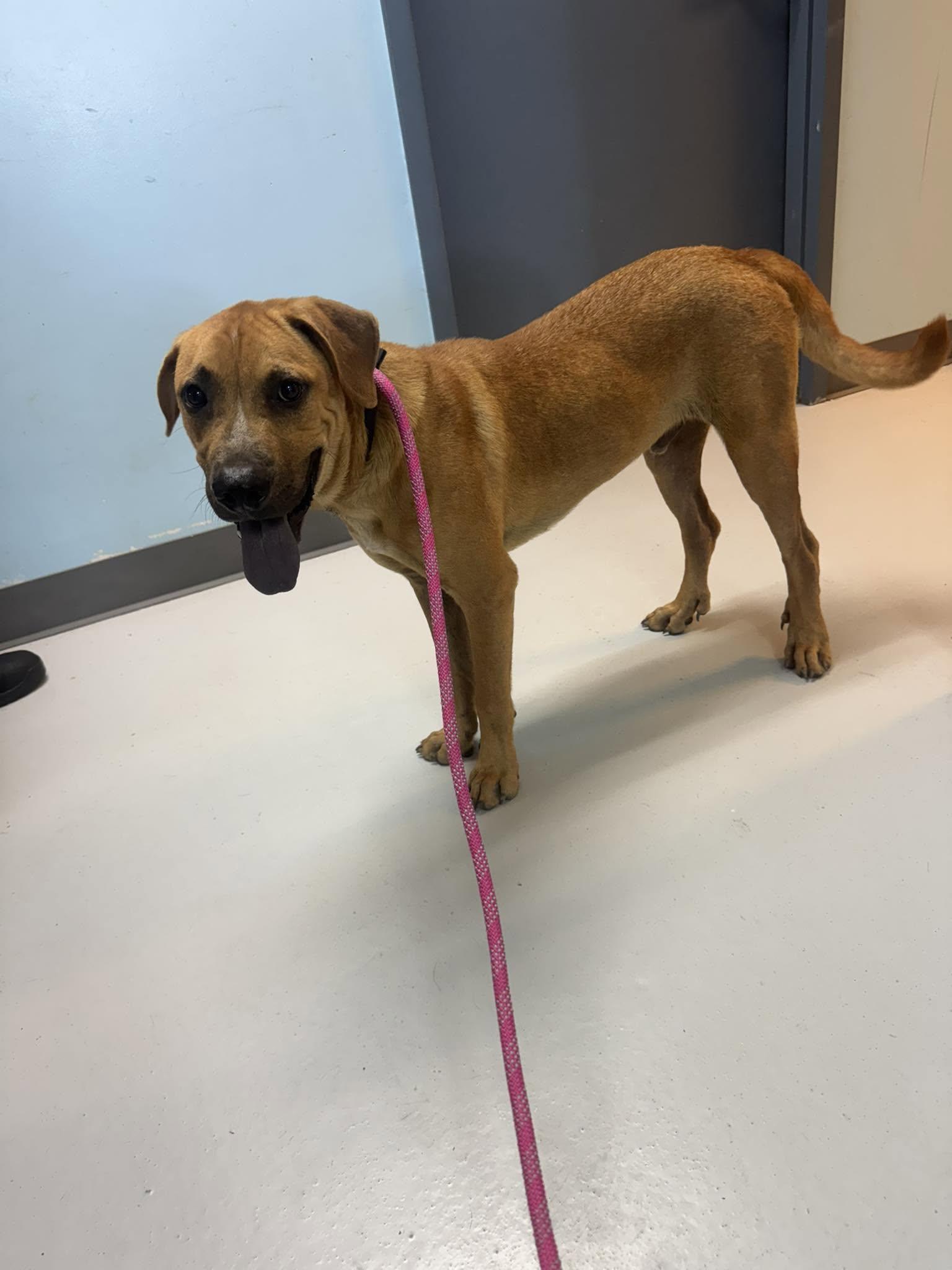 Enlarge Bumpkin, a Adoptable mixed breed in Pryor, OK image 1/1