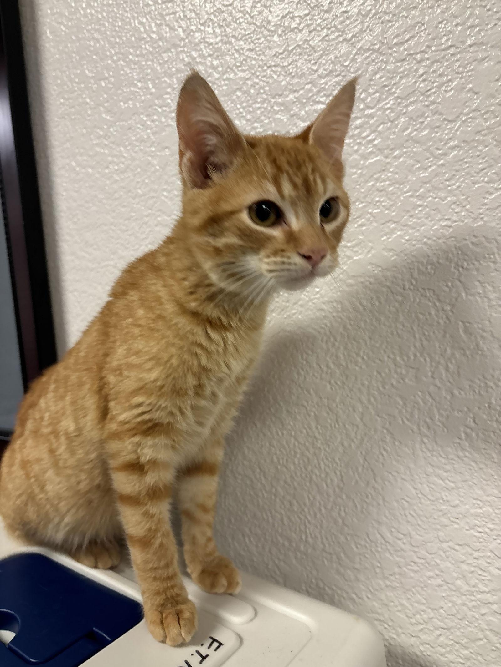 Enlarge Tango ( Carmen), a Adopted Tabby in Vallejo, CA image 3/3