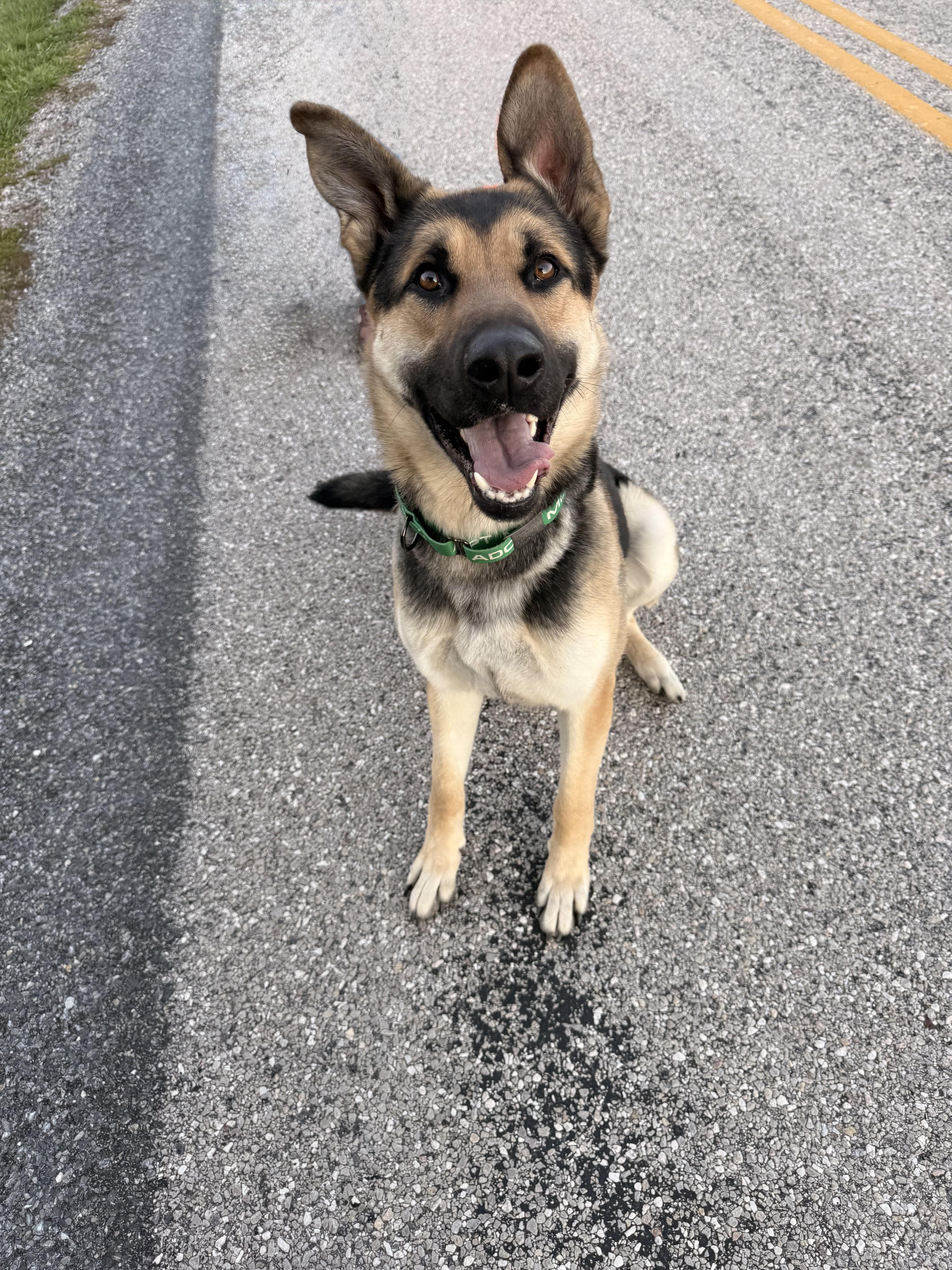 Zeus, Adoptable, Young Male German Shepherd Dog.