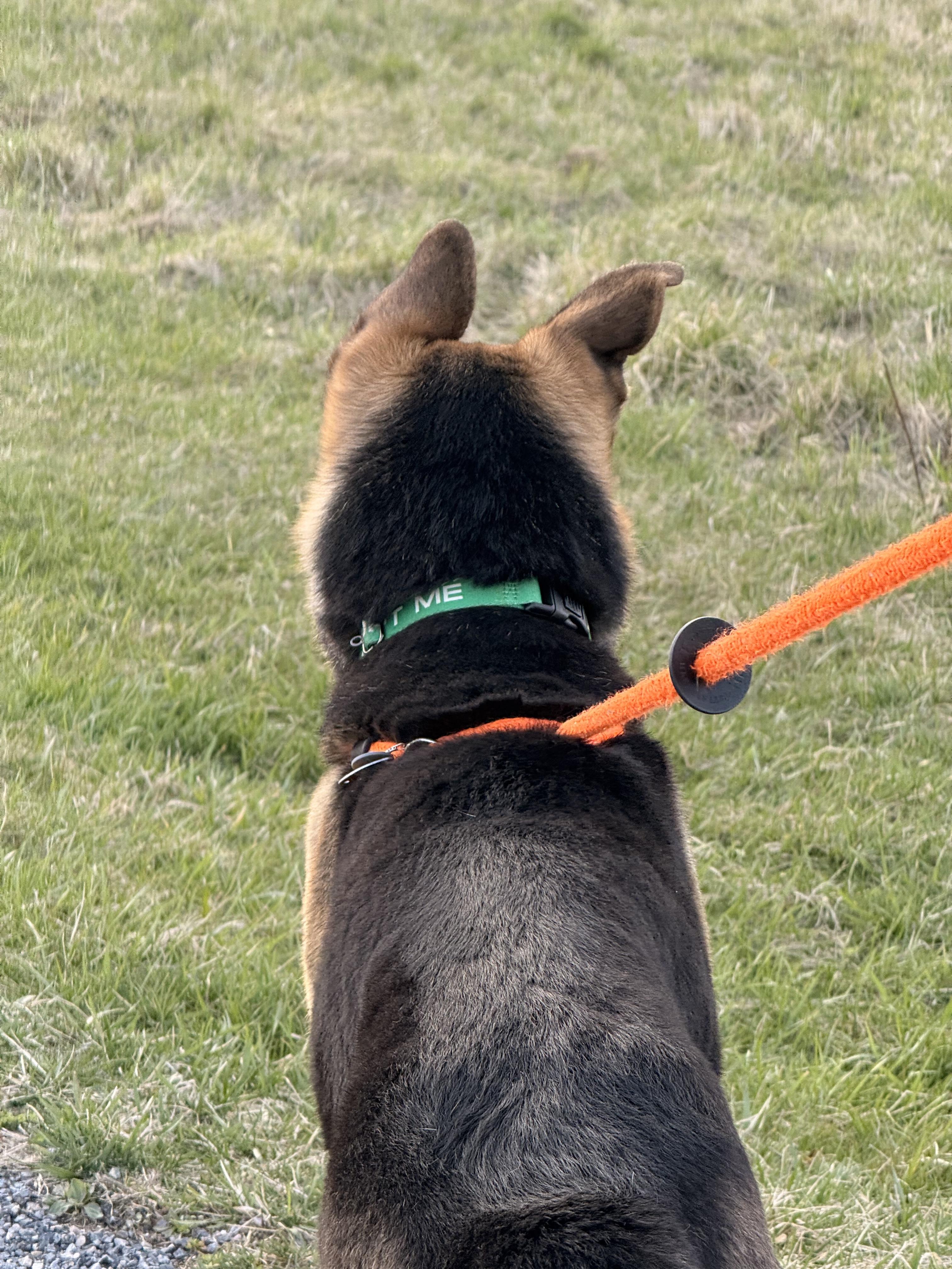 Enlarge Zeus, a Adoptable German Shepherd Dog in Dillsburg, PA image 2/4