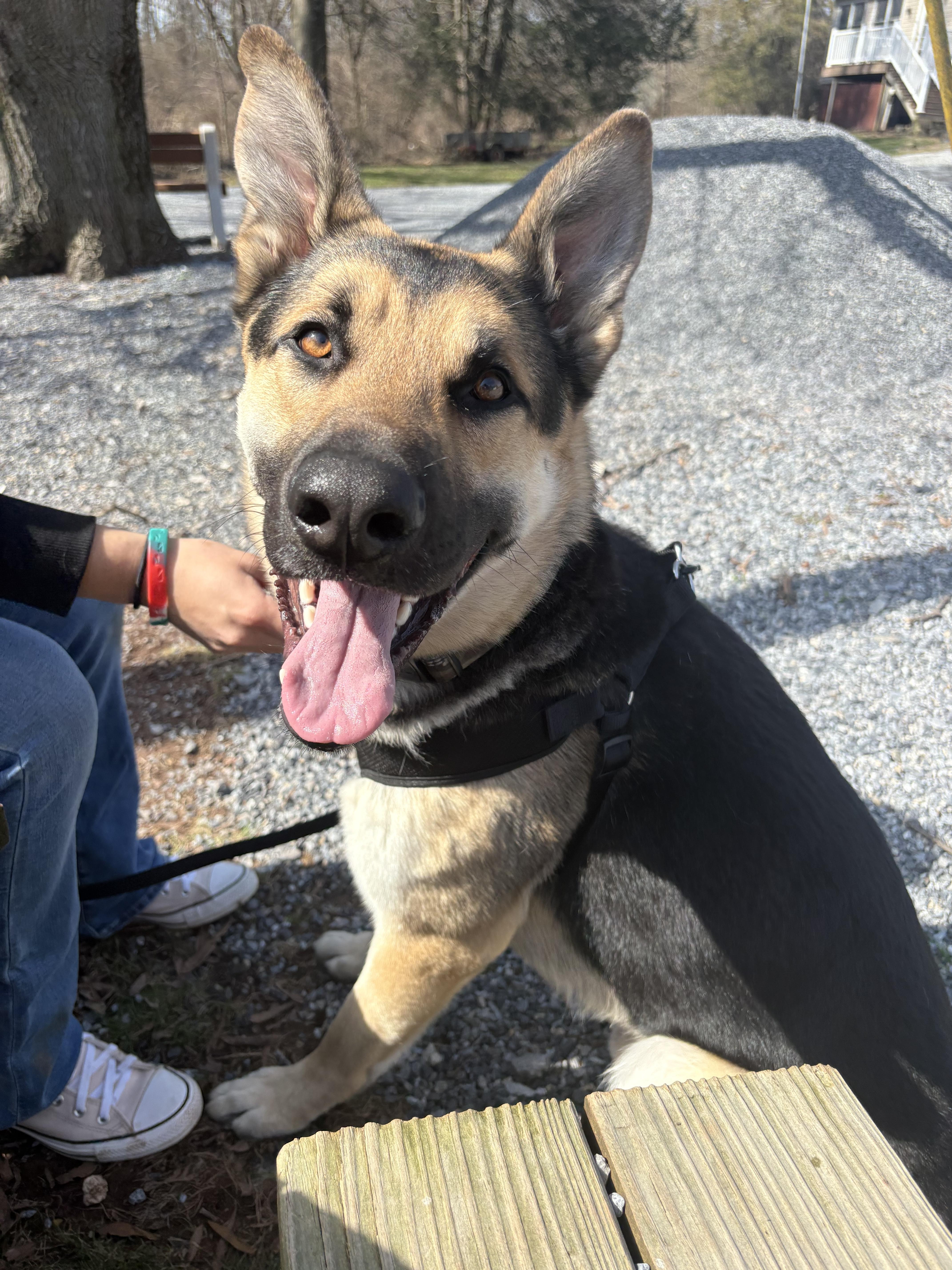 Enlarge Zeus, a Adoptable German Shepherd Dog in Dillsburg, PA image 3/4
