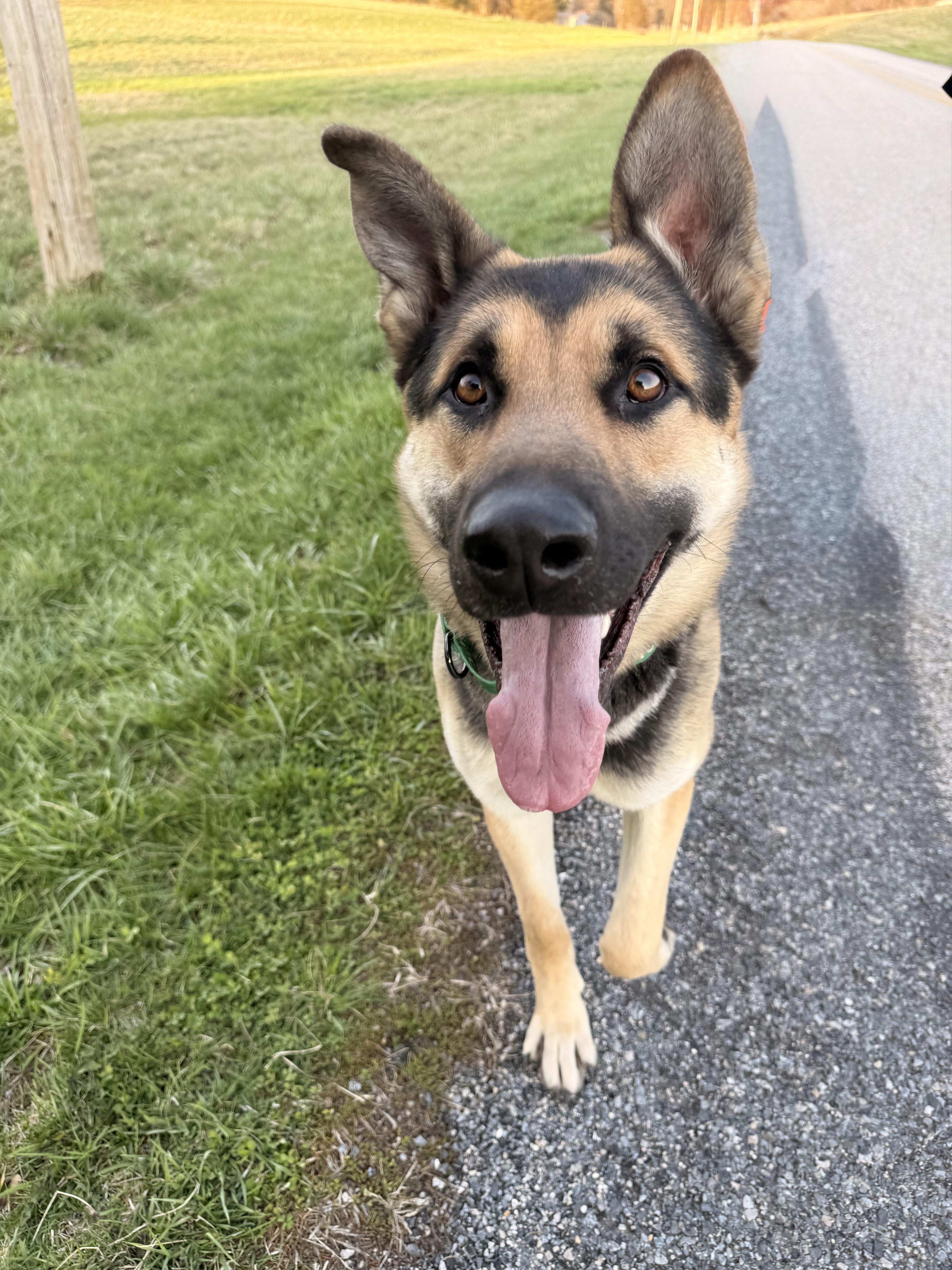 Enlarge Zeus, a Adoptable German Shepherd Dog in Dillsburg, PA image 4/4