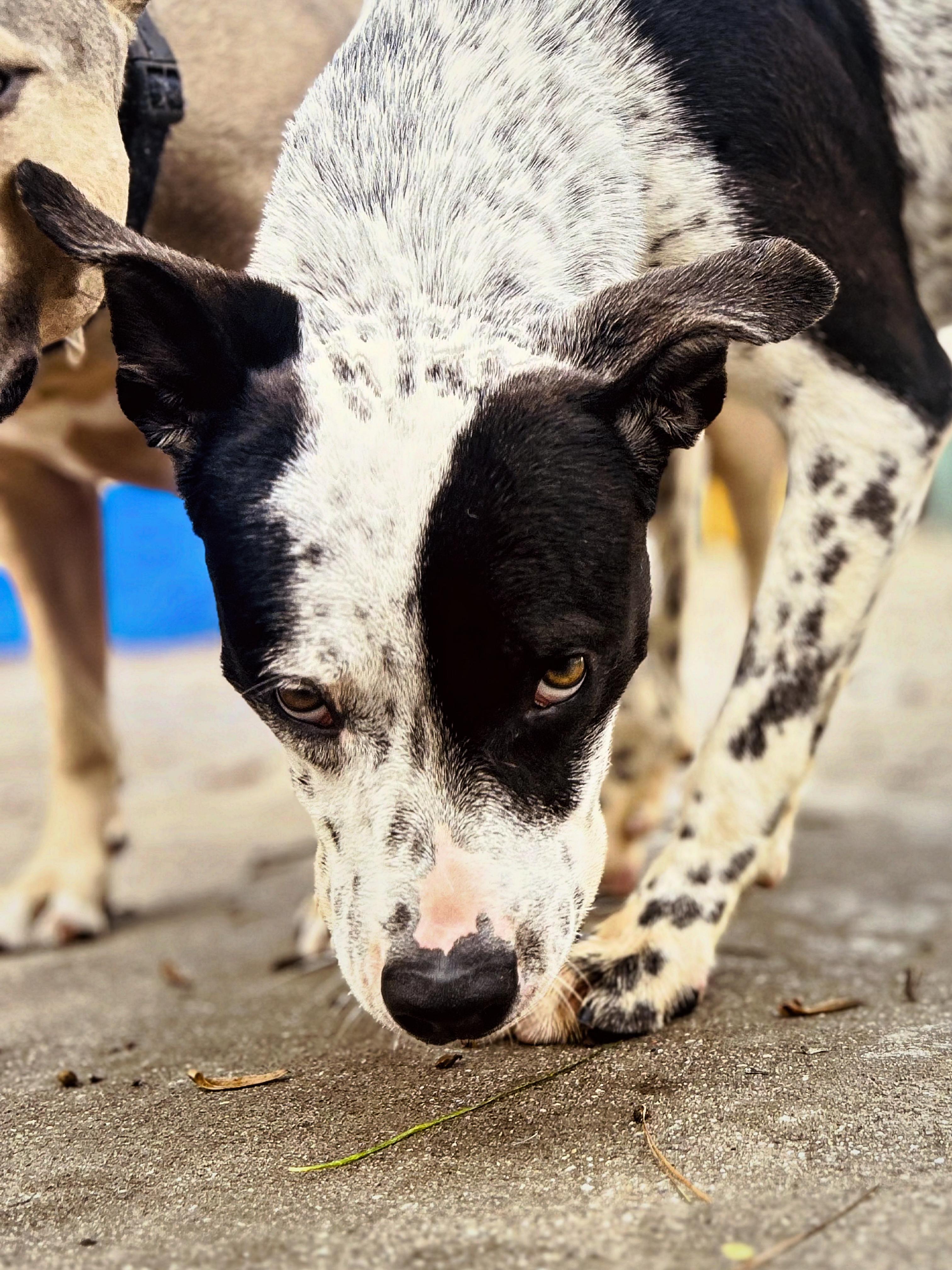 Enlarge Heathcliff, a Adoptable mixed breed in Smyrna, GA image 2/5