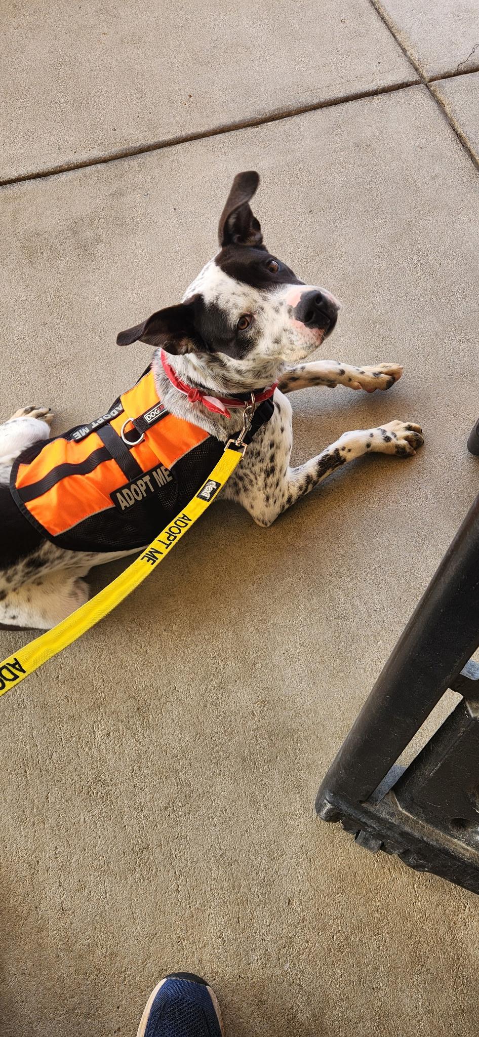 Enlarge Heathcliff, a Adoptable mixed breed in Smyrna, GA image 4/6