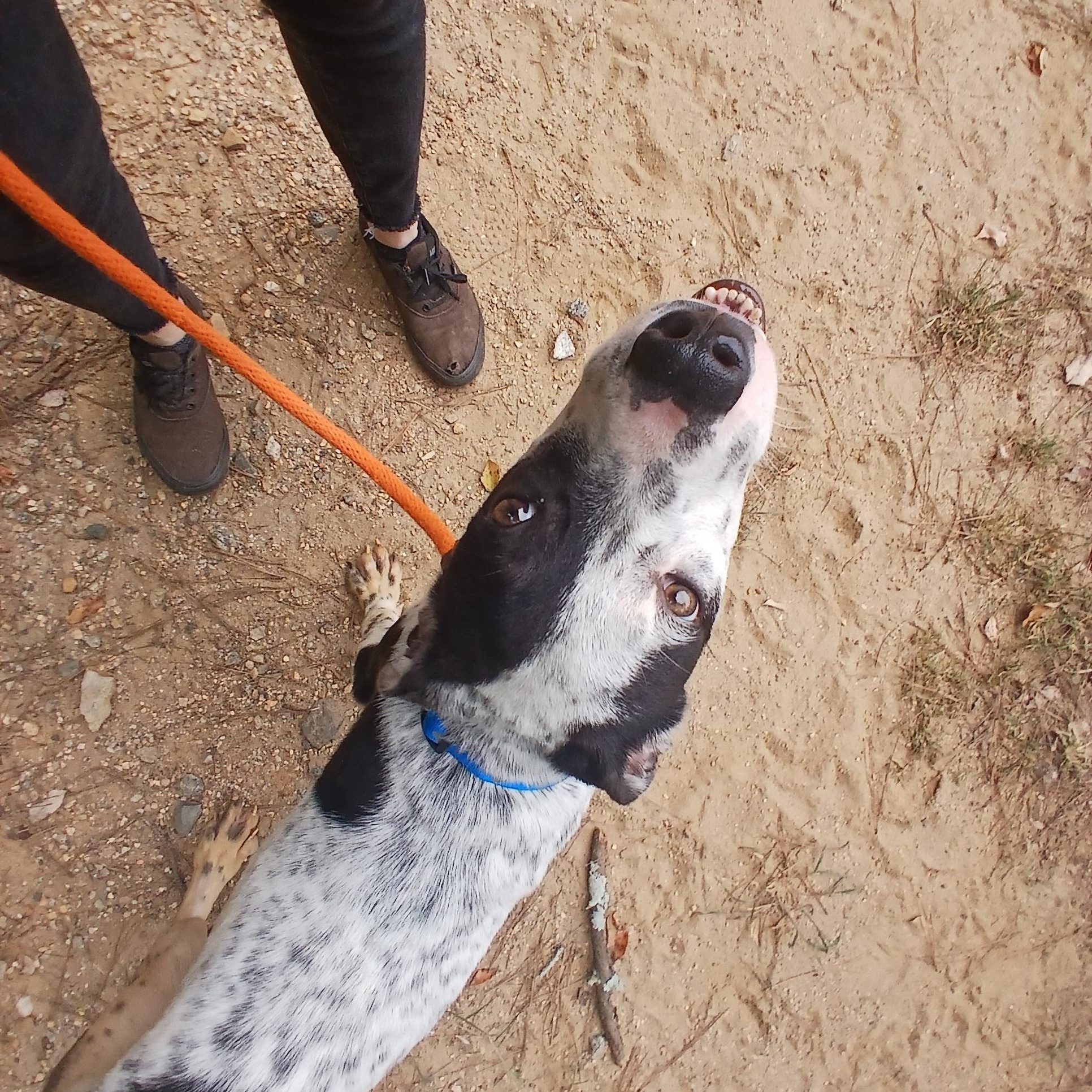 Heathcliff, Adoptable, Young Female Australian Terrier.