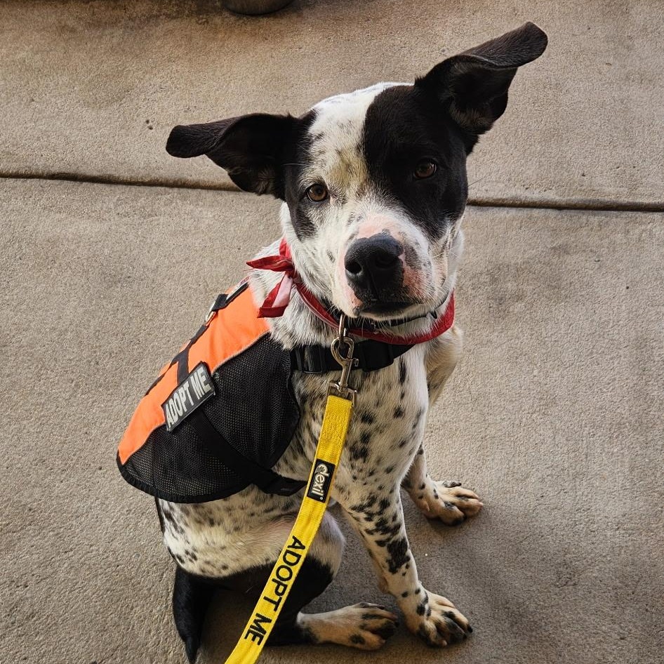 Enlarge Heathcliff, a Adoptable mixed breed in Smyrna, GA image 1/6