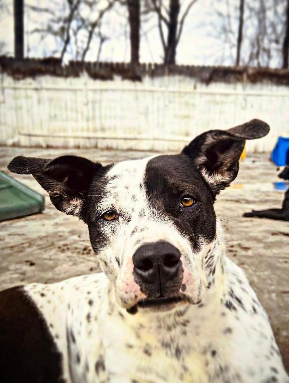 Heathcliff, Adoptable, Young Male English Pointer.