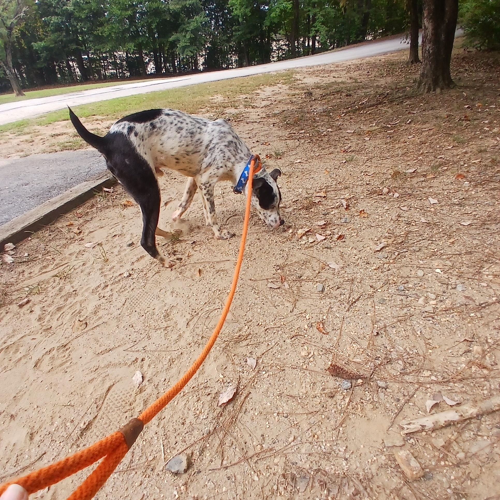 Heathcliff, a Adoptable mixed breed in Smyrna, GA image 2/3