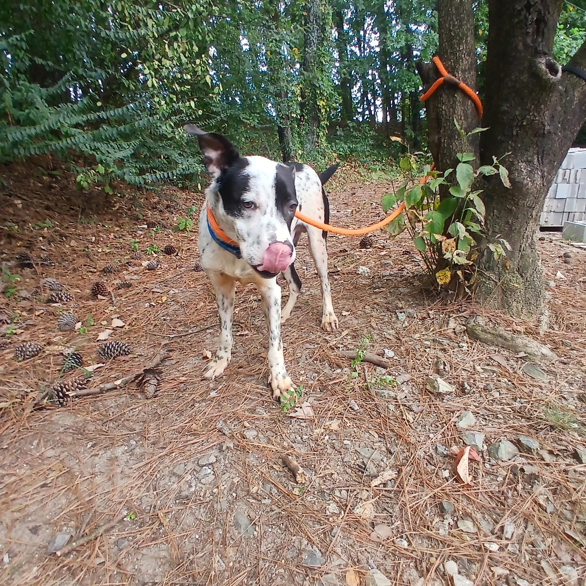Heathcliff, a Adoptable mixed breed in Smyrna, GA image 3/3