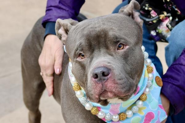 Enlarge Boulder, a Adoptable mixed breed in Staten Island, NY image 1/2