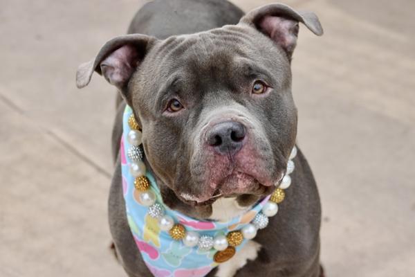 Enlarge Boulder, a Adoptable mixed breed in Staten Island, NY image 2/2