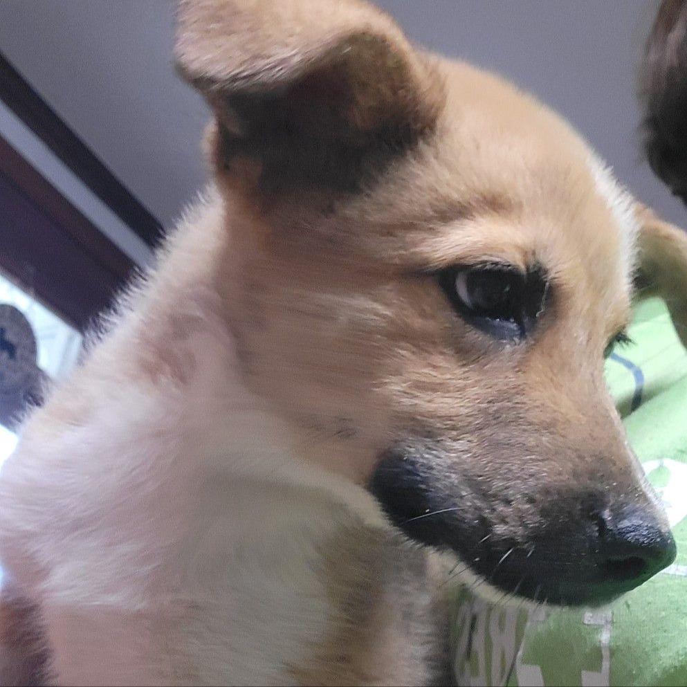 CT Jessie, a Adoptable mixed breed in Stormville, NY image 1/3