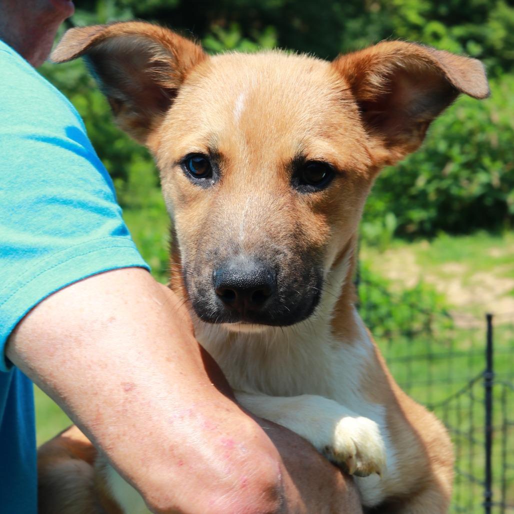 CT Jessie, a Adoptable mixed breed in Stormville, NY image 2/3