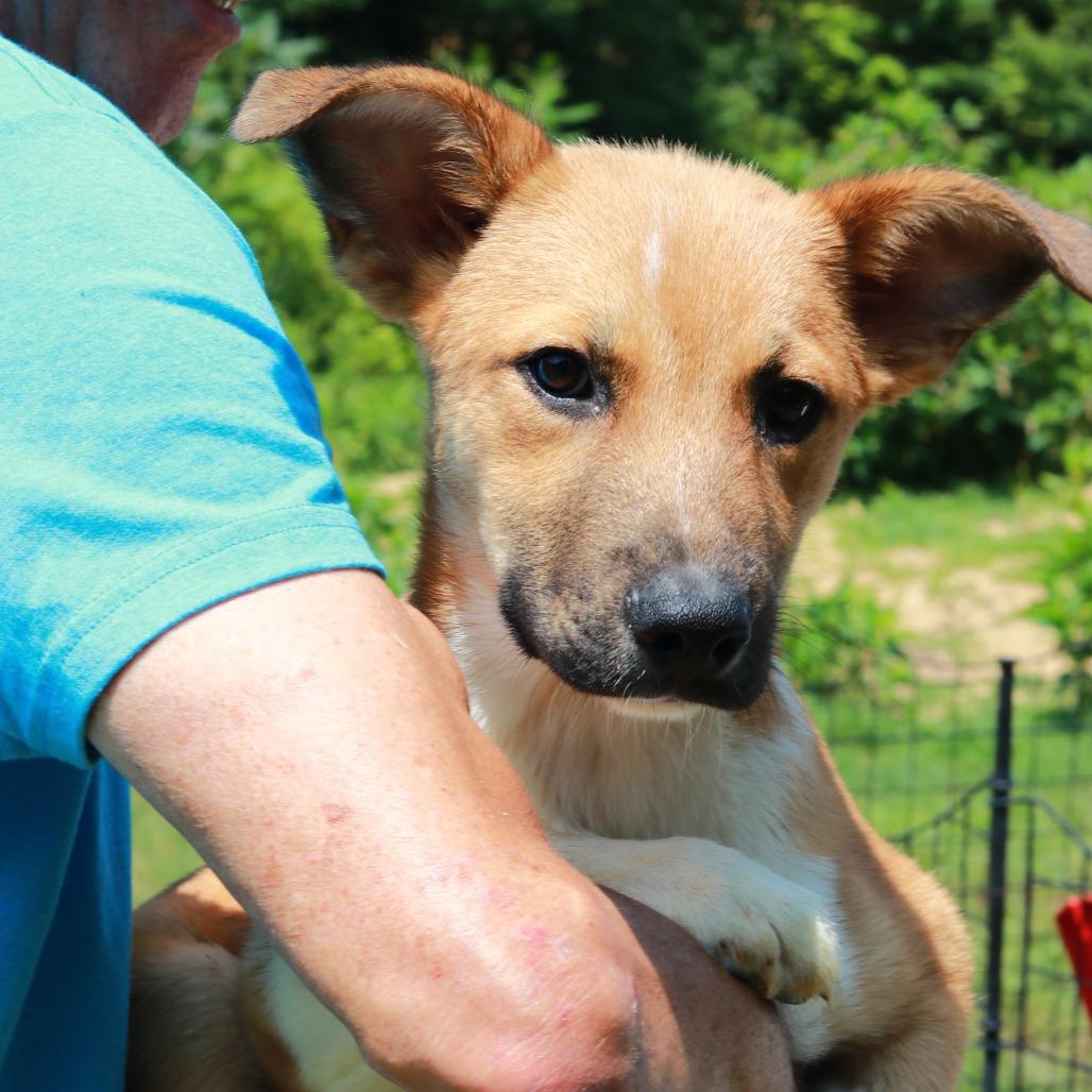 CT Jessie, a Adoptable mixed breed in Stormville, NY image 3/3