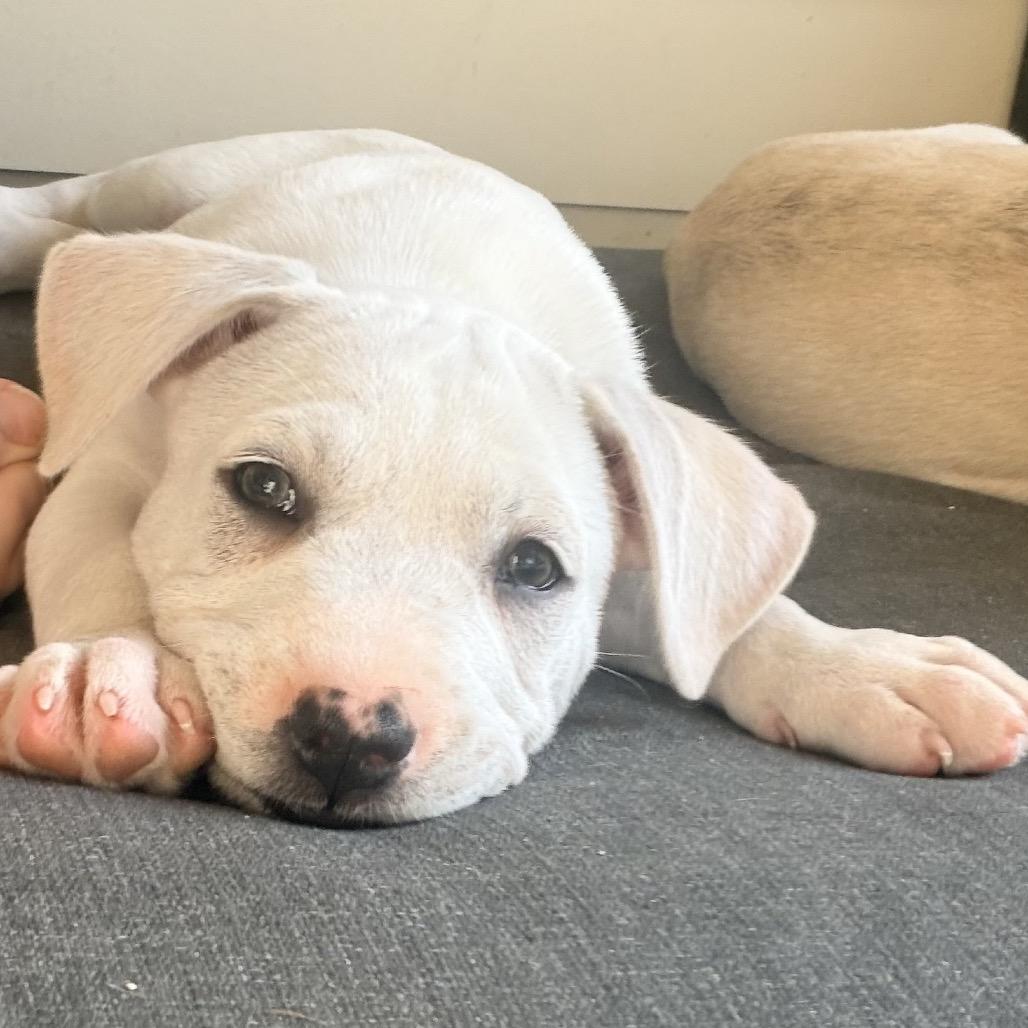 Cosmo, Adoptable, Puppy Male English Bulldog.