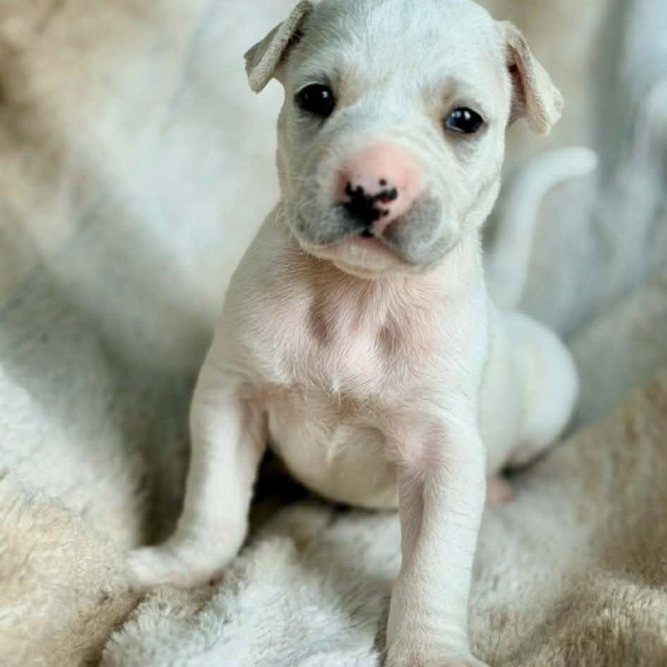 Enlarge Cosmo, a Adoptable mixed breed in Baton Rouge, LA image 2/3