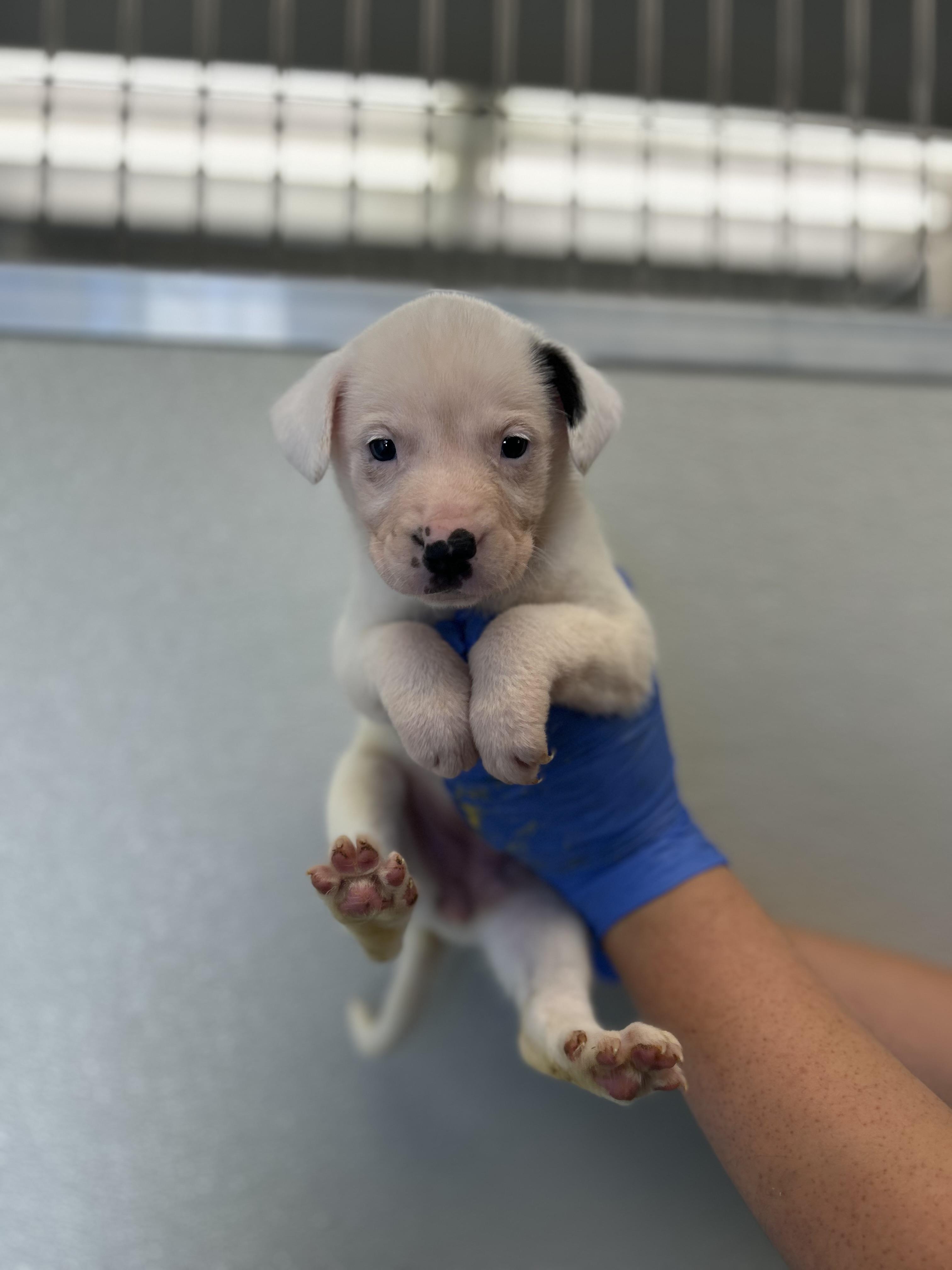 Stella #4084 (609), a Adoptable Dogo Argentino in Victorville, CA image 3/3