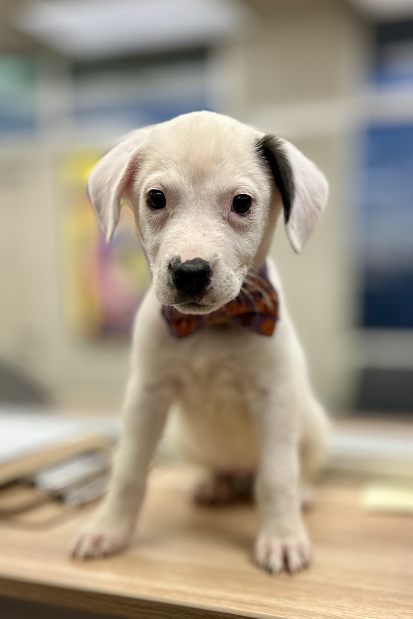 Stella #4084 (609), a Adoptable Dogo Argentino in Victorville, CA image 2/3