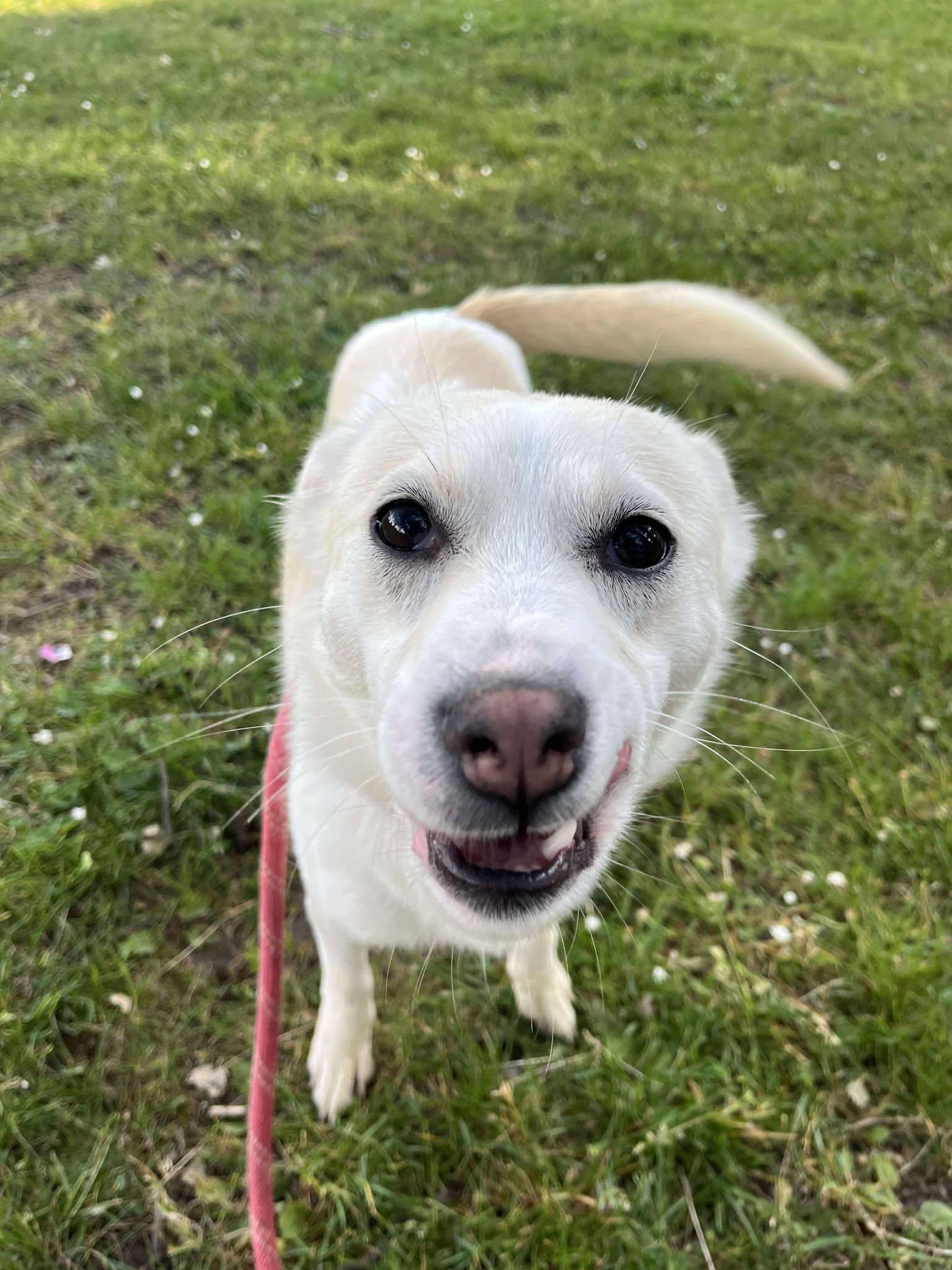 Honey, a Adoptable mixed breed in Tacoma, WA image 2/5