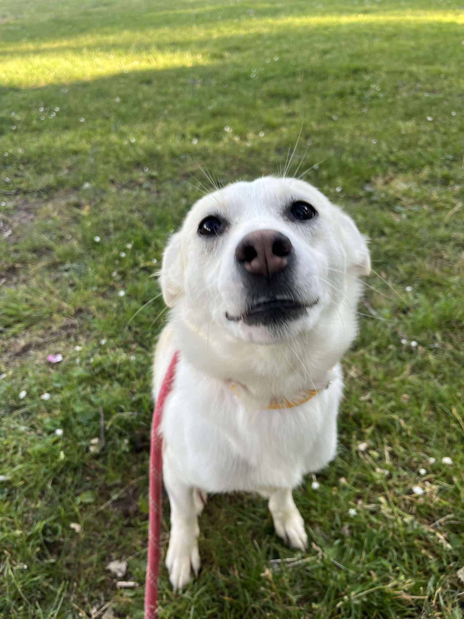 Honey, a Adoptable mixed breed in Tacoma, WA image 1/5