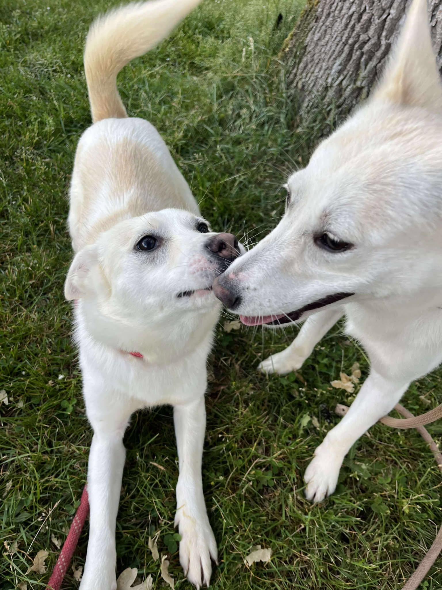 Honey, a Adoptable mixed breed in Tacoma, WA image 3/5