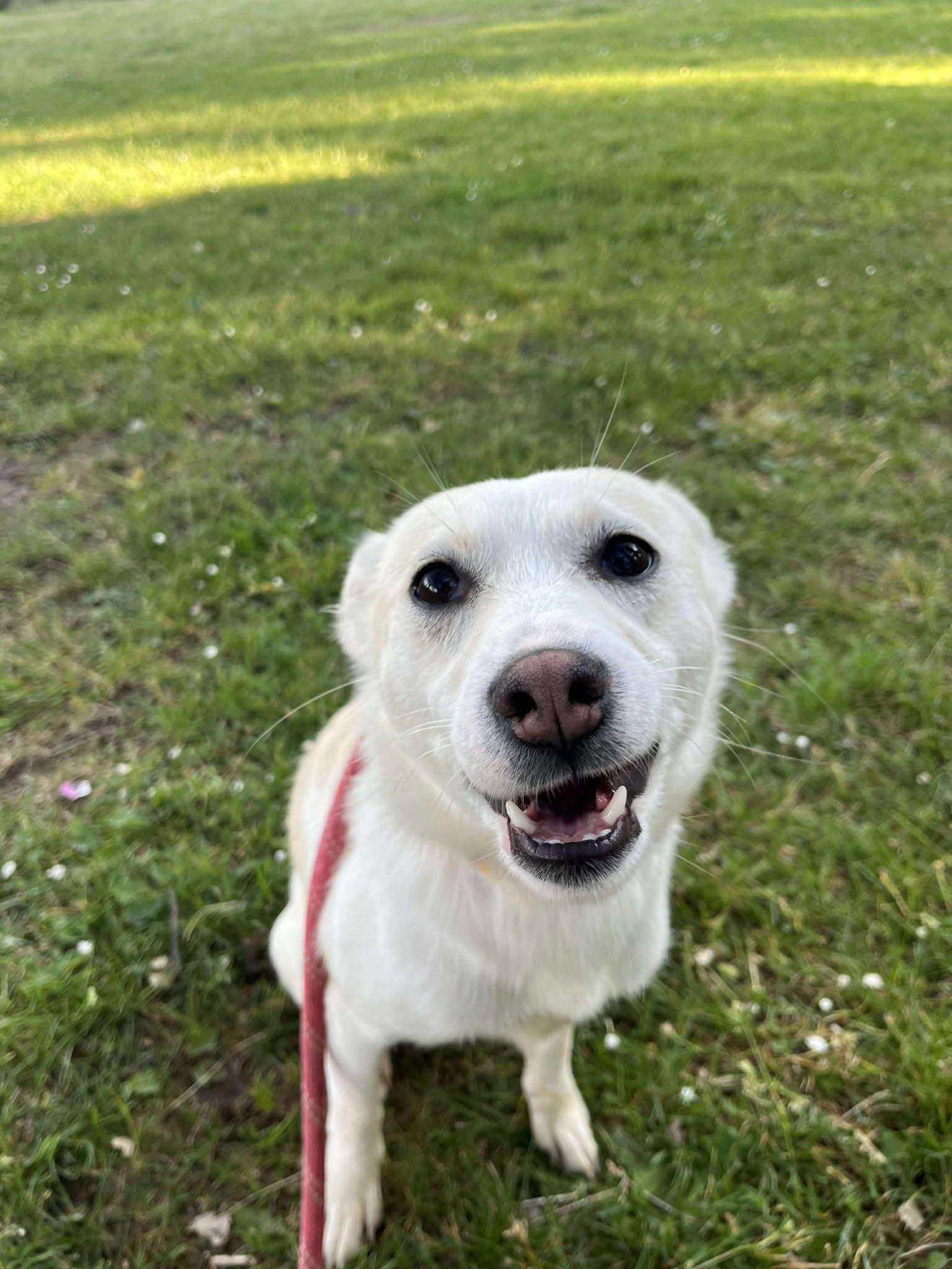 Honey, a Adoptable mixed breed in Tacoma, WA image 4/5