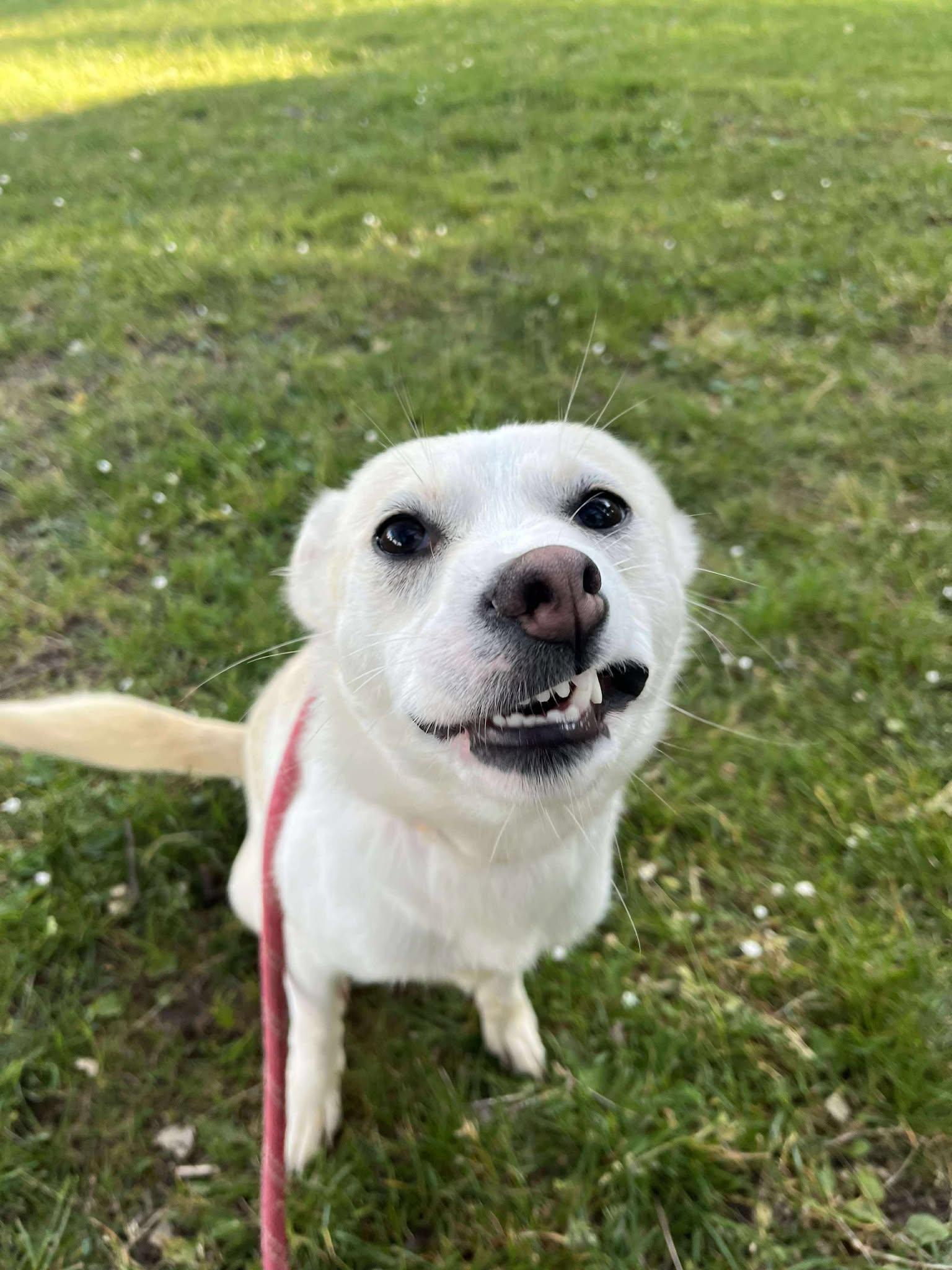 Honey, a Adoptable mixed breed in Tacoma, WA image 5/5