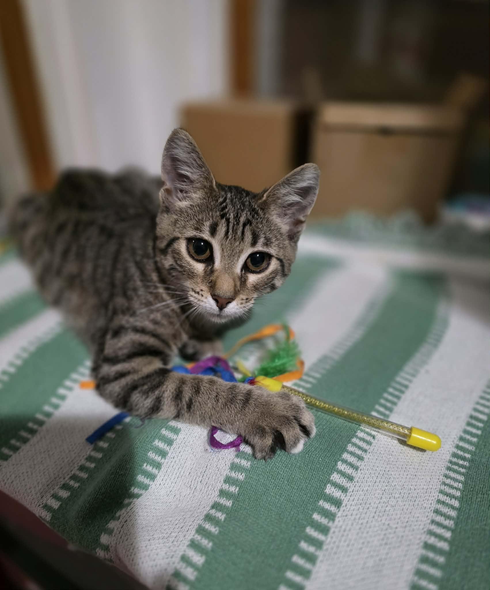 Barbie, Adoptable, Kitten Female Domestic Short Hair & Tabby.