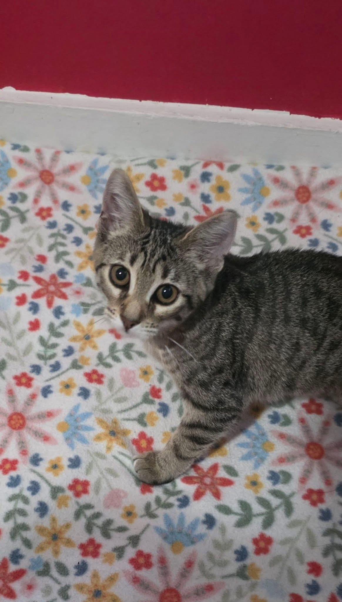 Enlarge Barbie, a Adoptable mixed breed in Saginaw, MI image 2/2