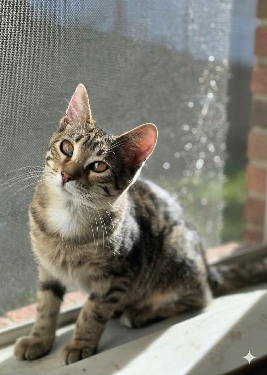 Enlarge Barbie, a Adoptable mixed breed in Saginaw, MI image 1/4