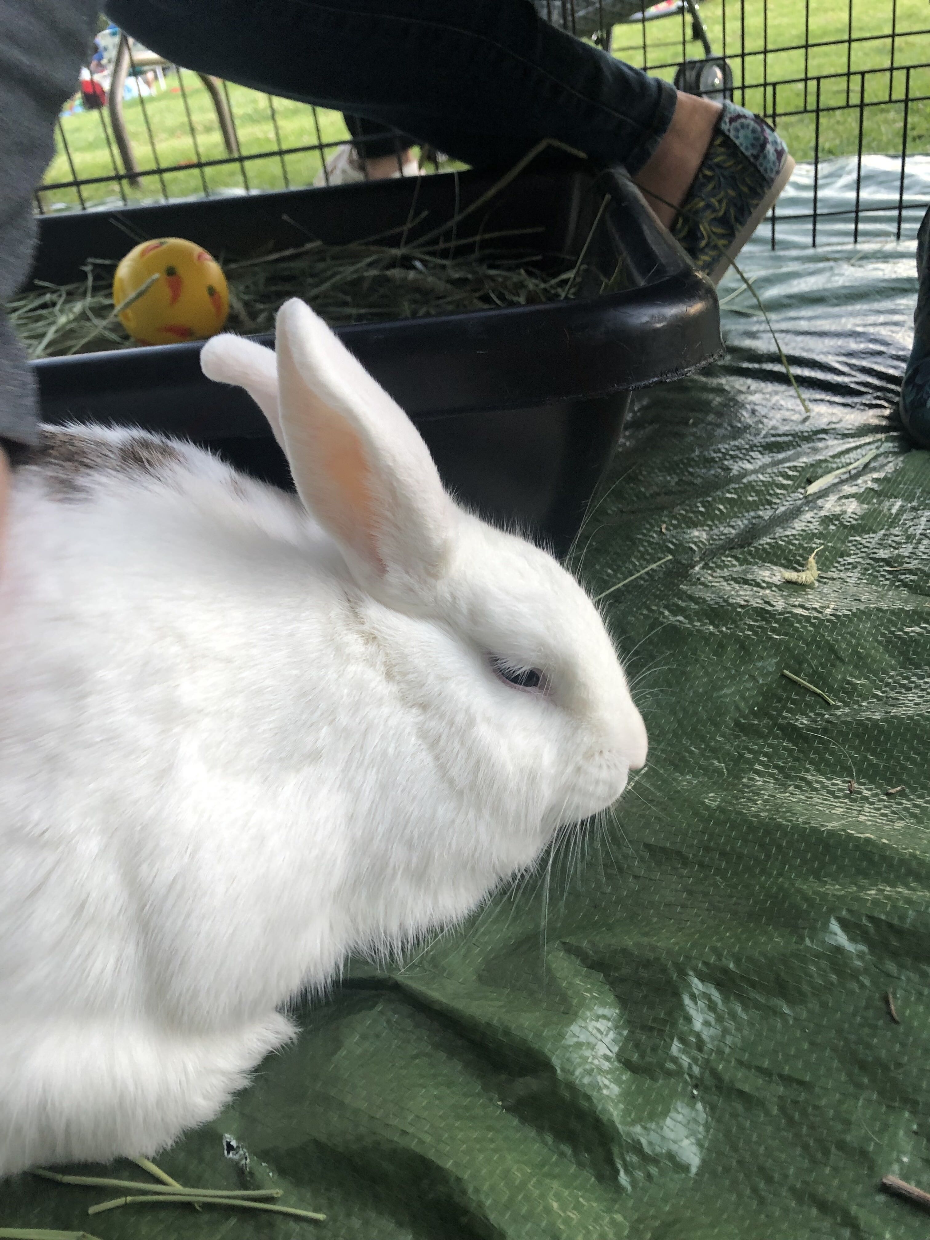 Snickers, Adoptable, Adult Female Rhinelander.