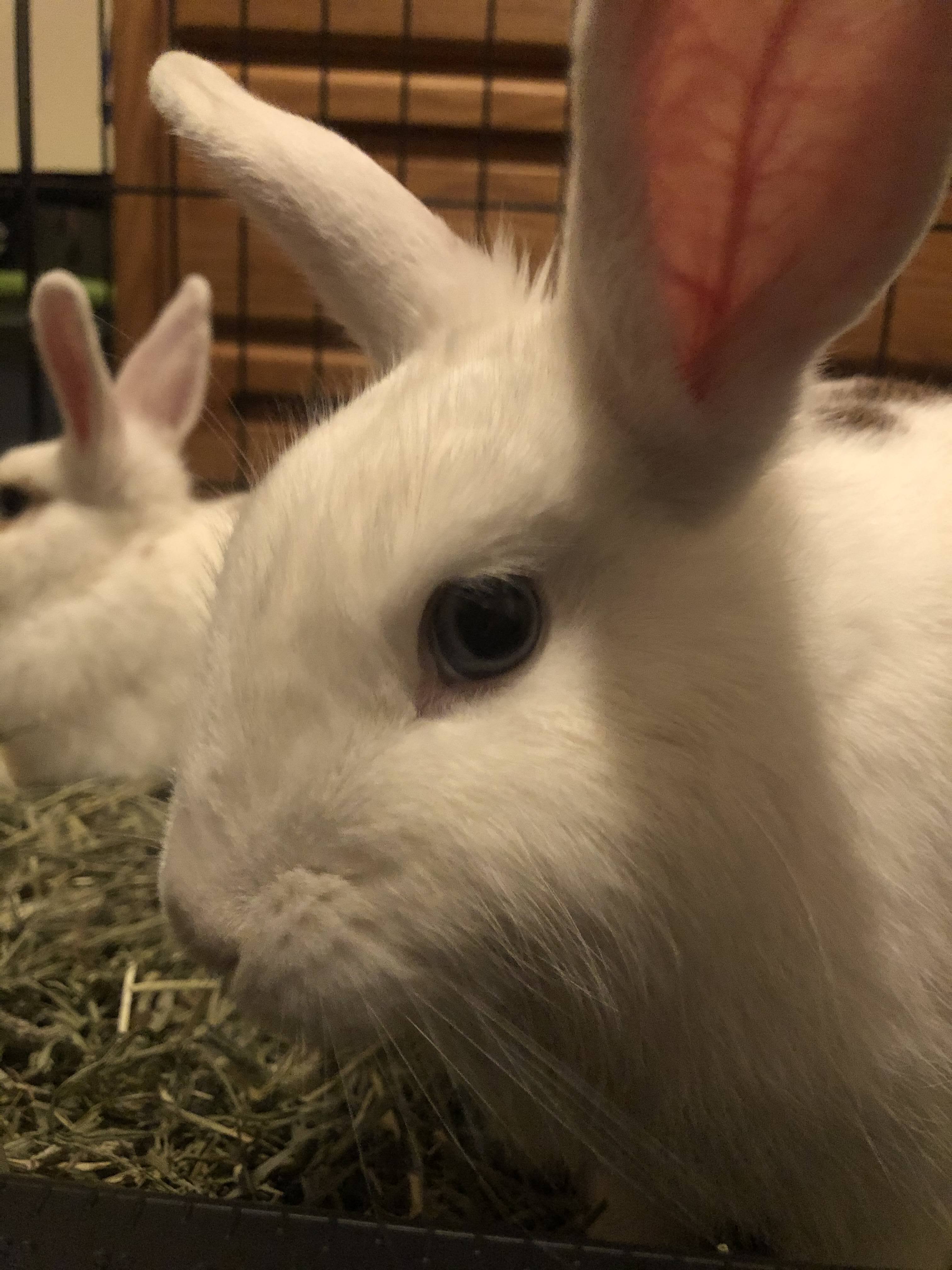 Snickers, a Adoptable Rhinelander in Los Angeles, CA image 2/12