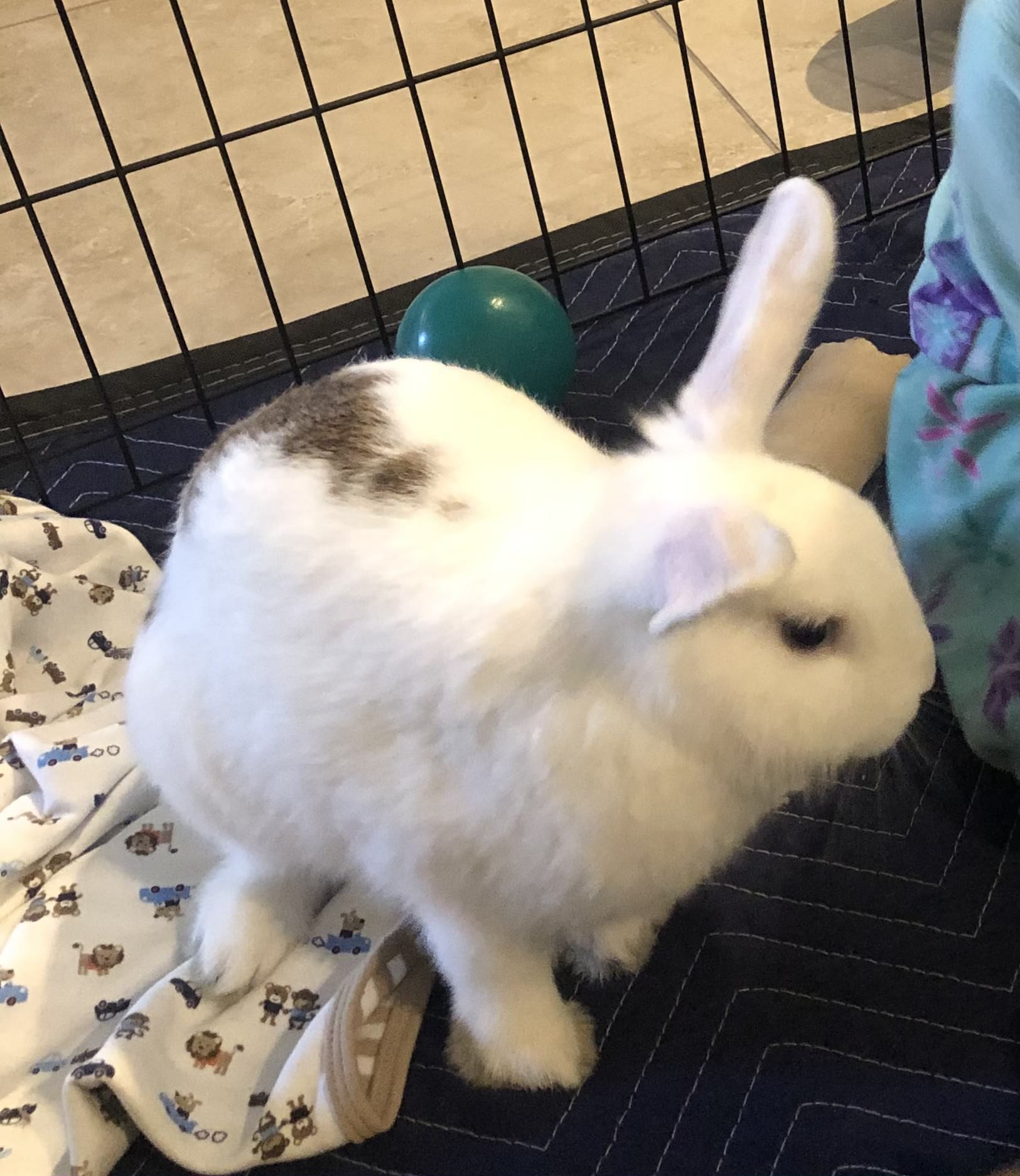 Snickers, a Adoptable Rhinelander in Los Angeles, CA image 3/12