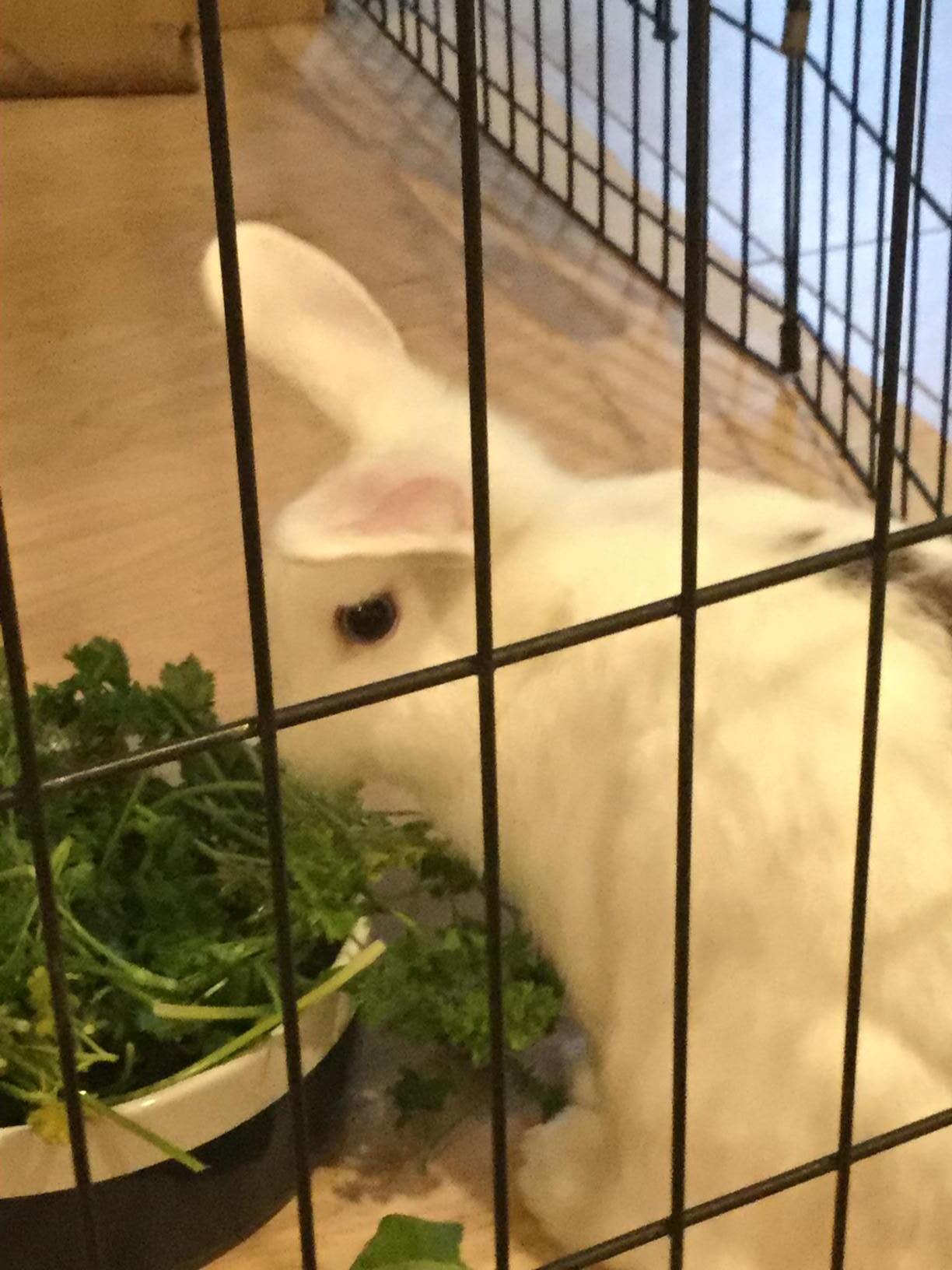 Snickers, a Adoptable Rhinelander in Los Angeles, CA image 4/12