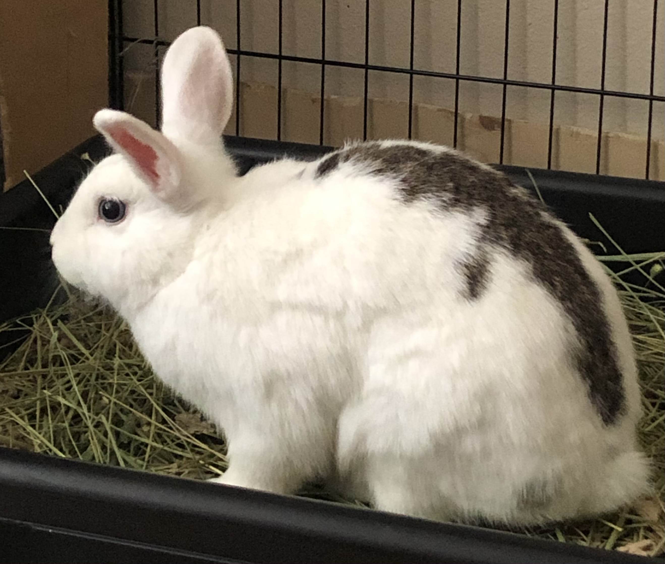 Snickers, a Adoptable Rhinelander in Los Angeles, CA image 5/12