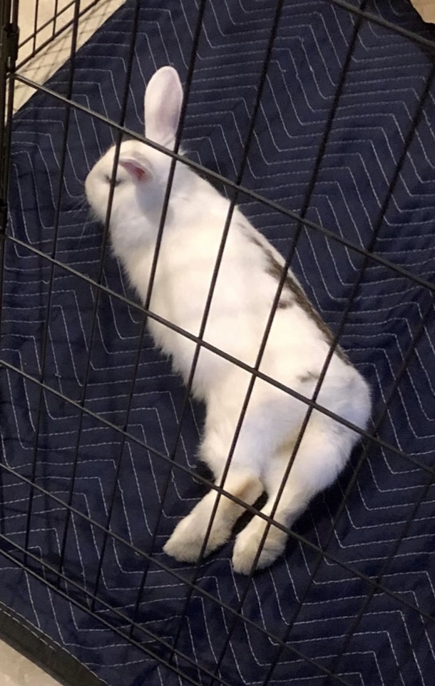 Snickers, a Adoptable Rhinelander in Los Angeles, CA image 6/12