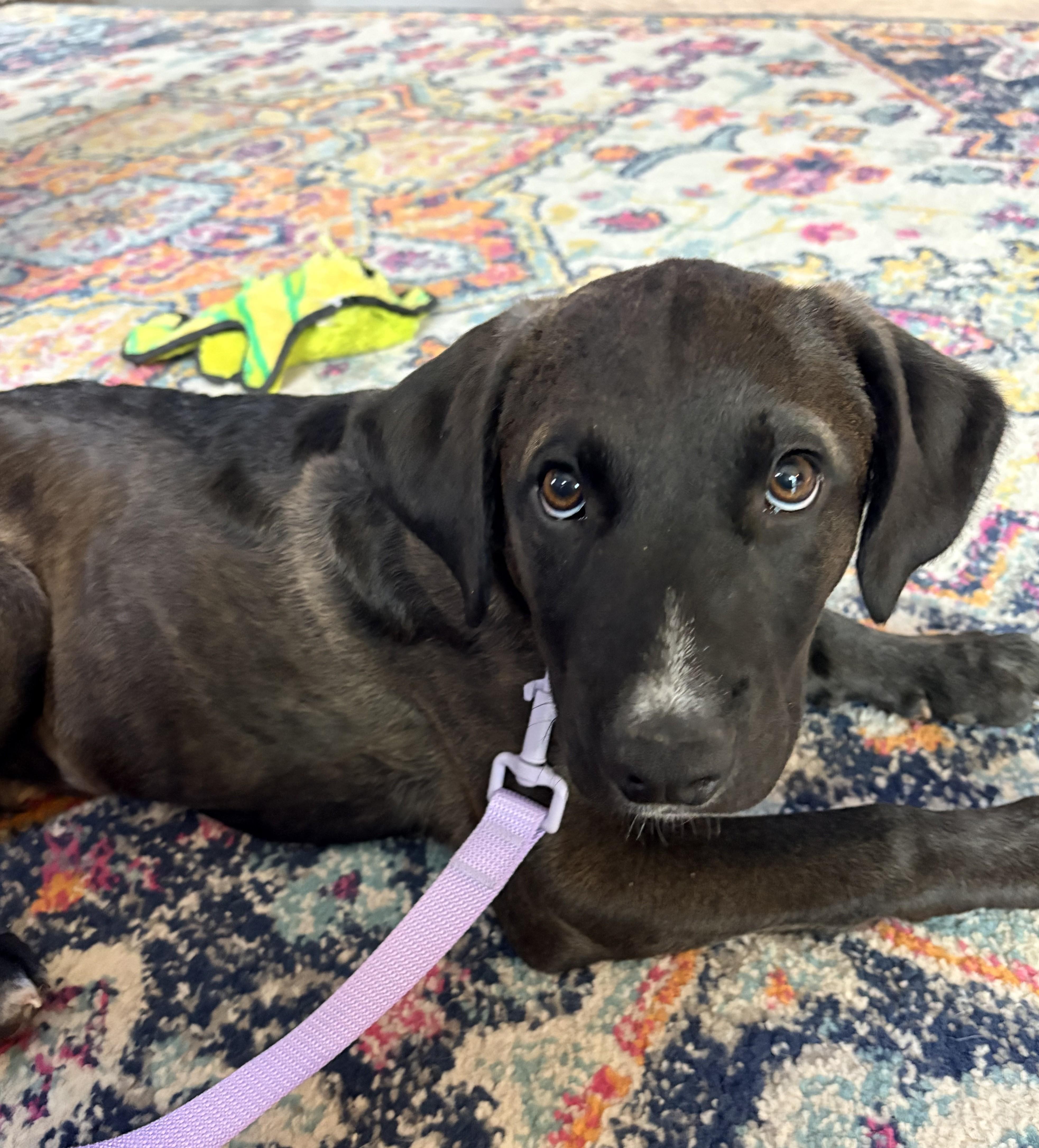 Enlarge Scooby, an adopted mixed breed in Schaumburg, IL image 5/5