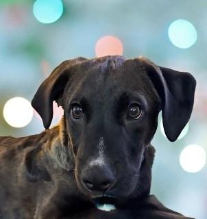 Enlarge Scooby, an adopted mixed breed in Schaumburg, IL image 1/5