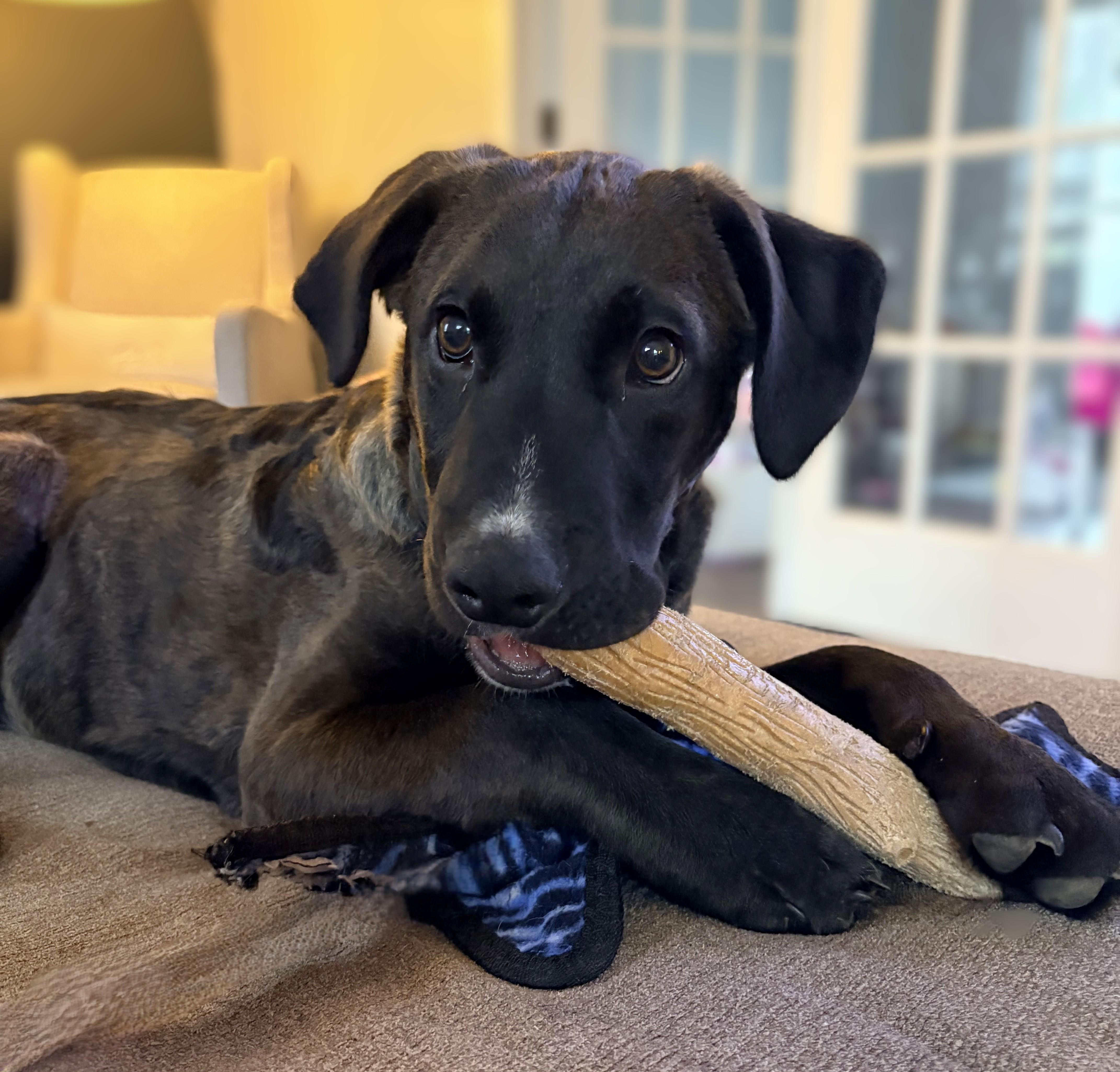 Enlarge Scooby, an adopted mixed breed in Schaumburg, IL image 3/5