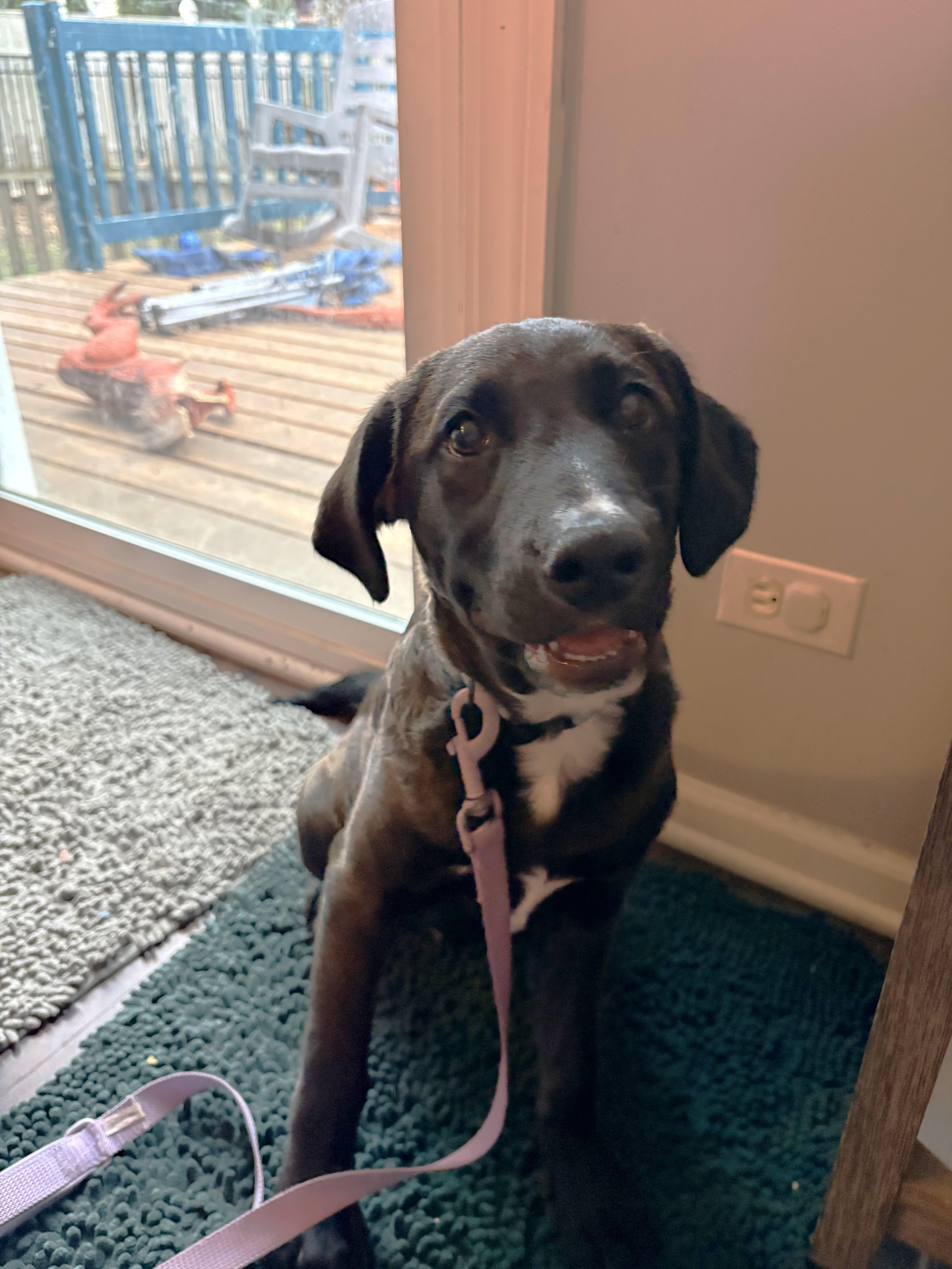 Enlarge Scooby, an adopted mixed breed in Schaumburg, IL image 2/5