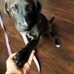 Enlarge Scooby, an adopted mixed breed in Schaumburg, IL image 4/5