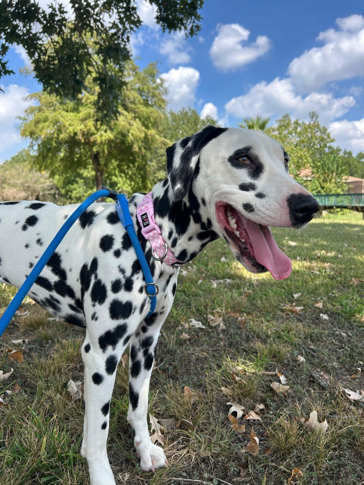Enlarge Dottie, a Adoptable mixed breed in Perrysburg, OH image 1/6