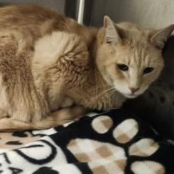 Sophie, Adoptable, Senior Female Domestic Short Hair.